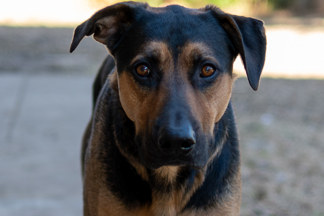 Alvin, a black-and-tan dog with warm amber eyes, looking directly at the camera in a close-up portrait.